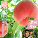山梨県産 古屋さんが作った朝もぎ甘熟桃 4‐7玉 約1.8kg 【沖縄・離島お届け不可】もも 糖度 送料無料 桃 山梨 ギフト 贈答 プレゼント 内祝い お中元