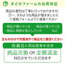 送料無料 極旨 ごぼう天 1袋2枚入り 12袋入り 箱売り天ぷら ごぼうの天ぷら うどん ごぼ天 ごぼ天うどん 乾燥天ぷら ごぼ天そば 蕎麦 箱買い まとめ買い セット 福岡名産 福岡県 博多 限定 おすすめ 人気 話題 口コミ ランキング 取り寄せ 3