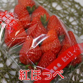 単品　いちご　イチゴ　紅ほっぺ　1パック