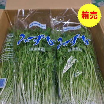 【クール便送料無料】【九州産】【福岡産】箱売　水菜　1箱（20袋）業務用・まとめ買いにおすすめ 人気 ...