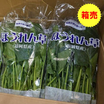 クール便 送料無料【九州産】箱売 ほうれん草 1箱 20袋 入り福岡産 福岡県 箱買い 箱売り まとめ買い 業務用 お徳用 大容量 大量 料理 野菜 レシピ おひたし 白和え ゆで方 保存 方法 期間 収穫 旬 時期 おすすめ 人気 話題