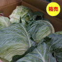 送料無料 箱売り キャベツ(きゃべつ) 1箱 10kg 5～8個 業務用 まとめ買いに野菜 新鮮 おすすめ 人気 口コミ クチコミ ランキング 取り寄せ グルメ 商品 通販 美味しい レシピ 料理 炒め物 サラダ スープ 千切り 豚肉 鍋 簡単