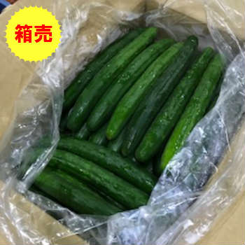 【九州産】【クール便送料無料】箱売り　きゅうり(キュウリ)　1箱(5kg)