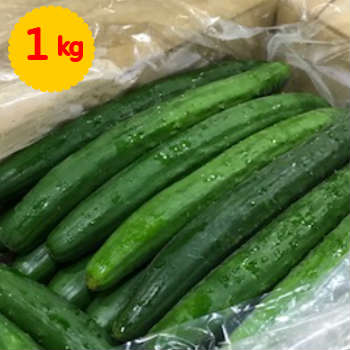 【九州産】単品　きゅうり(キュウリ)　1kg