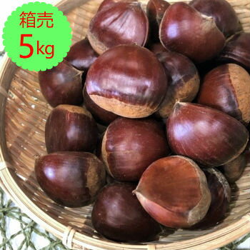 送料無料【九州産】箱売 栗 5kg生栗 取り寄せ 通販 グルメ 箱買い 箱売り まとめ買い 大容量 業務用 旬 剥き方 食べ方 レシピ 茹で方 人気 品種 種類 旬 収穫 時期 ブランド 和 甘い 口コミ おすすめ 直送 産地 直売 国産 日本産 九州 栄養 効能 敬老の日のサムネイル