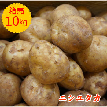 送料無料【九州産】箱売り　新じゃが（にしゆたか ニシユタカ　じゃがいも）ポテトサラダ向け