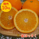 〈送料無料〉【九州産】箱売 紅八朔 紅はっさく 1箱 10kg
