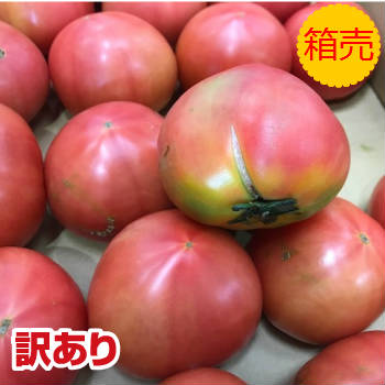 送料無料 訳あり品【九州産】箱売り トマト 1箱 目安4kg国産 福岡産 福岡県 熊本産 熊本県 大分産 大分県 B級品 傷あり フードロス まとめ買い 箱買い お取り寄せ 業務用 大容量 大量 パック 糖度 収穫 時期 旬 甘い 直売 産直 通販 品種 種類