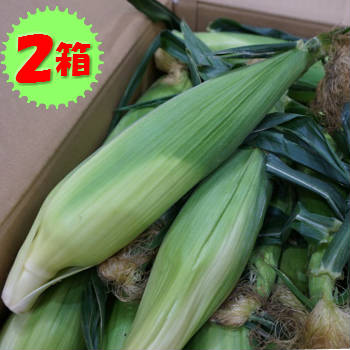 クール便送料無料！【送料無料】【九州産】箱売　とうもろこし（トウモロコシ）2箱セット　1箱約5kg（11〜15本程度）を2セット！ 敬老の日のサムネイル