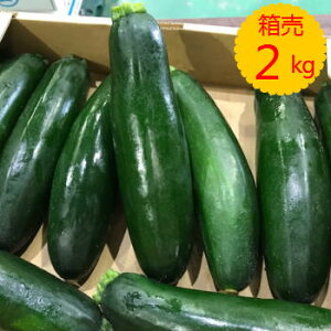 送料無料【九州産】箱売り　ズッキーニ 1箱（目安量1kg 6～8本程度）