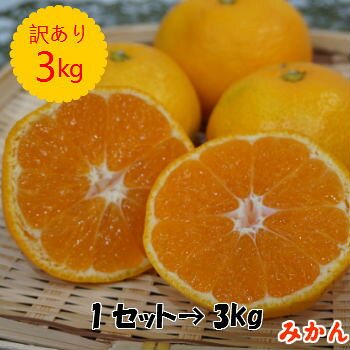 【九州産】 【熊本県産・荒尾】 【訳あり】 規格外 まなべさん家のみかん 早生みかん 果物 柑橘 ( ...