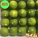 【送料無料】箱売 ライム 1箱 20玉程20個 箱買い 箱売り まとめ買い 業務用 大量 おすすめ 人気 話題 口コミ クチコミ ランキング 取り寄せ お取り寄...