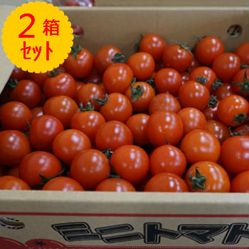 送料無料 ミニトマト 箱売り 3kg×2箱