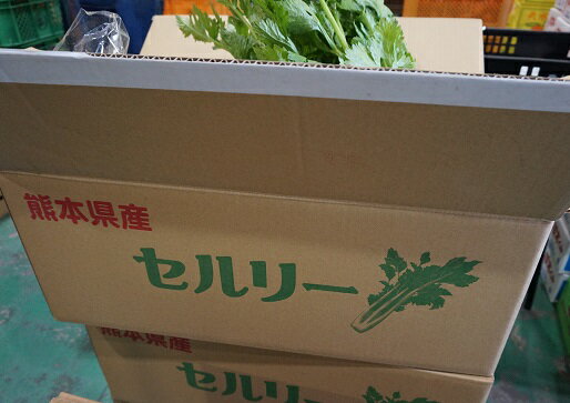 単品 セロリ 1株 単品 セロリ 1株