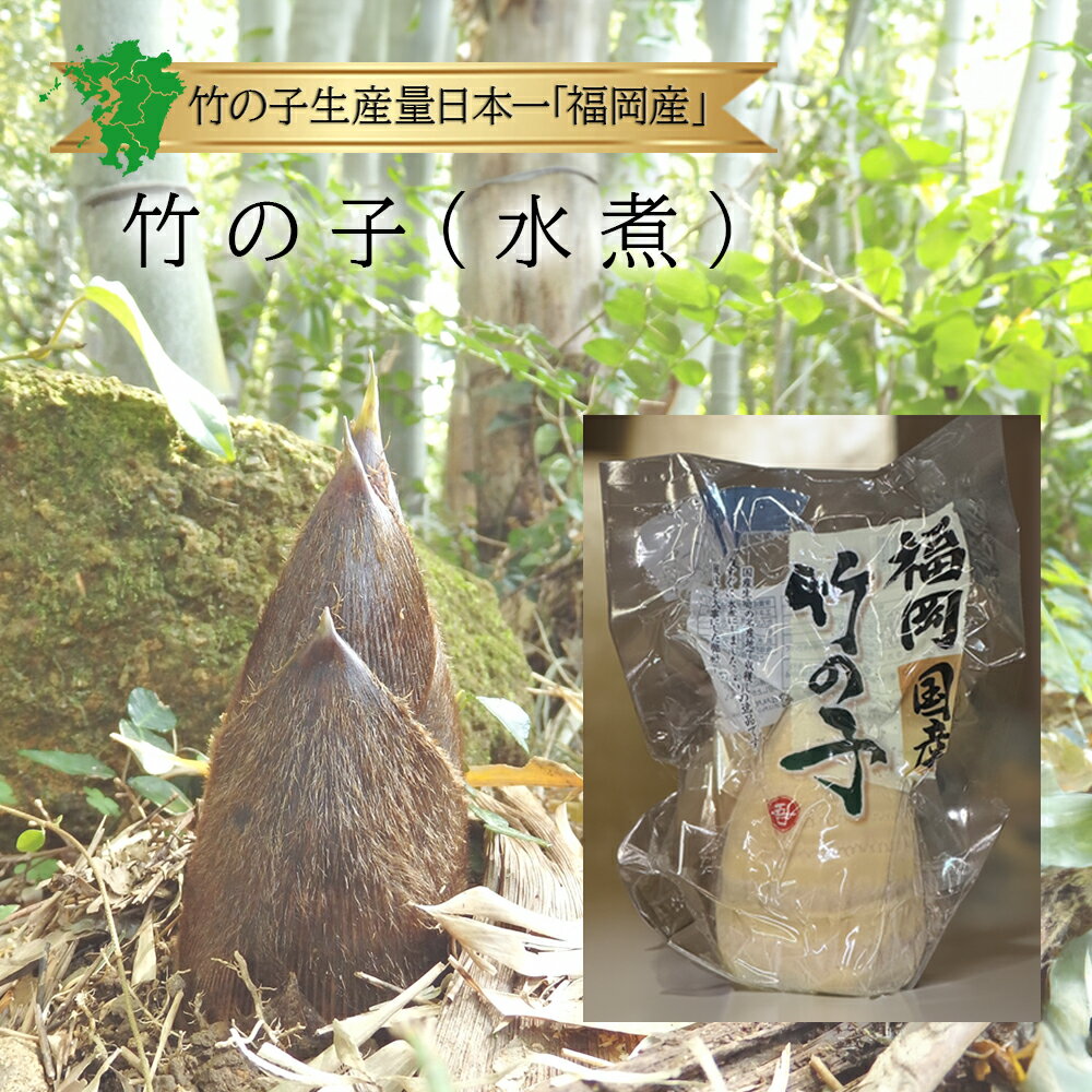 【九州産】単品 たけのこ 水煮 1袋 300g国産 日本産 福岡産 筍 竹の子 水煮 レシピ 調理 方法 料理 人気 話題 口コミ おすすめ 産地 直送 直売 価格 値段 販売 採れたて 保存 真空パック お取り寄せ グルメ ブランド 品種