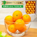 【送料無料】宮崎産 金柑たまたま 3kg箱売り 箱買い ブランド 完熟 きんかん フルーツ 大粒 甘い 糖度 果物 お取り寄せ 取り寄せ グルメ ブランド 人気...