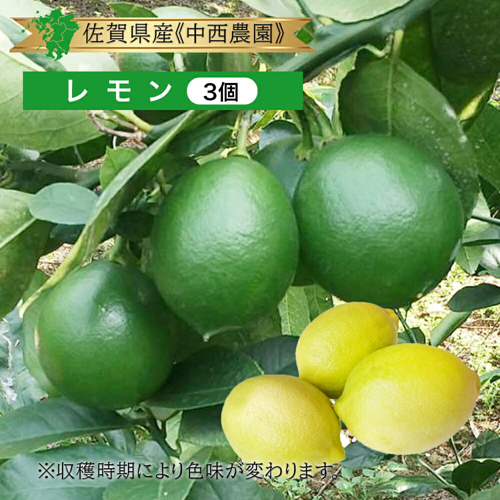 単品 国産【佐賀県産】グリーンレモン 1袋 3個入り佐賀産 九州産 太良町 檸檬 新鮮 採れたて 使いやすい 小分けタイプ 少量 パック 便利 セット フルーツ れもん 檸檬 果物 柑橘 日本産 国産 お取り寄せ 通販 グルメ 値段 価格 人気 話題 敬老の日