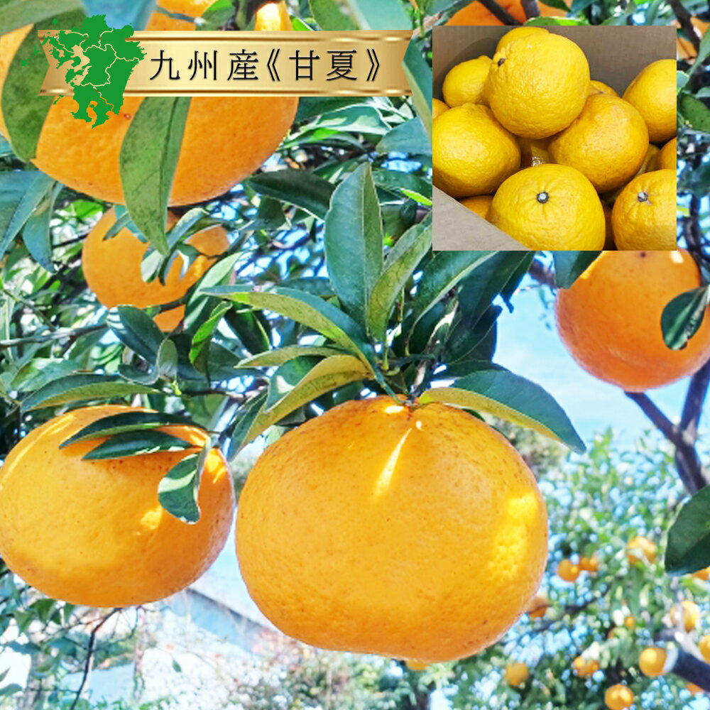 【九州産】甘夏 あま