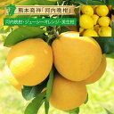 河内晩柑 ジューシーオレンジ1箱 10kg 送料無料 単品 3個 入り 熊本産 熊本県 国産 天草 晩柑 かわちばんかん グレープフルーツ 甘夏 文旦 美生柑 ナダオレンジ 愛南ゴールド 宇和ゴールド ジューシーゴールド 御荘ゴールド