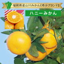 【福岡県産・山川みかん希少ブランド品種】箱売 ハニーみかん1kg 3kg 5kg みかん 蜜柑 温州 希少 ブランド 品種 箱売り 期間限定 フルーツ 果物 九州産 福岡産 取り寄せ 通販 産地 生産者 産直 直送 直売 農家 農園 グルメ 話題 人気 おすすめ