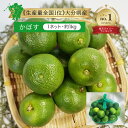 クール便【九州産 大分産】かぼす 1ネット 約1kg 6〜14個入り大分 県 国産 産直 直売 産地 直送 農家 農園 生産者 お取り寄せ 通販 グルメ おすす...