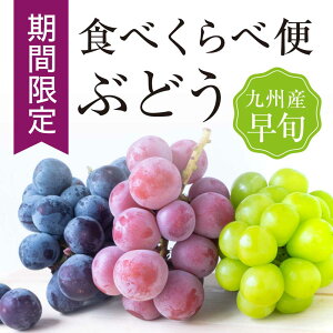 【クール便送料無料】人気品種 厳選 箱売 ぶどう 食べ比べセット 巨峰 シャインマスカット クイーンニーナ 各1房 1箱3房入り種なしぶどう ぶどうセット 個 入り お試し 少量 袋 紙 フルーツ 果物 日本産 国産 味 美味しい 甘い 糖度 お取り寄せ グルメ ギフト 人気