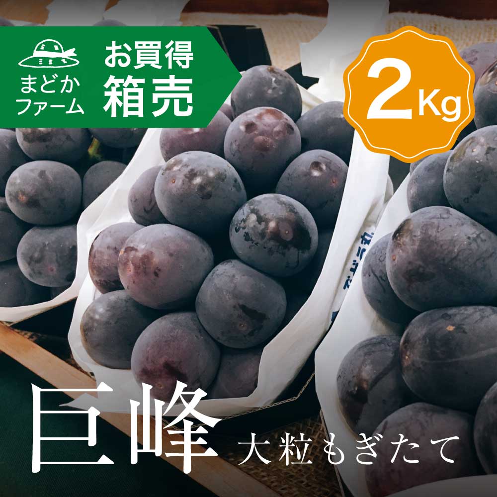 【送料無料】箱売 ぶどう 巨峰 種あり 1箱 2kg 4～6房 房売り1箱 箱売り 箱買い まとめ買い セット 袋 紙 フルーツ 果物 日本産 国産 美味しい 甘い 糖度 お取り寄せ グルメ ギフト プレゼント 贈答 品 お供え お盆 ブランド おすすめ 旬 時期