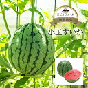 【熊本産 大分産 長野産】箱売 小玉すいか 単品 1玉 / 1箱 4〜6玉 送料無料個 入り ひとりじめ 小玉西瓜 スイカ 小玉スイカ 熊本 大分県 業務用 箱...