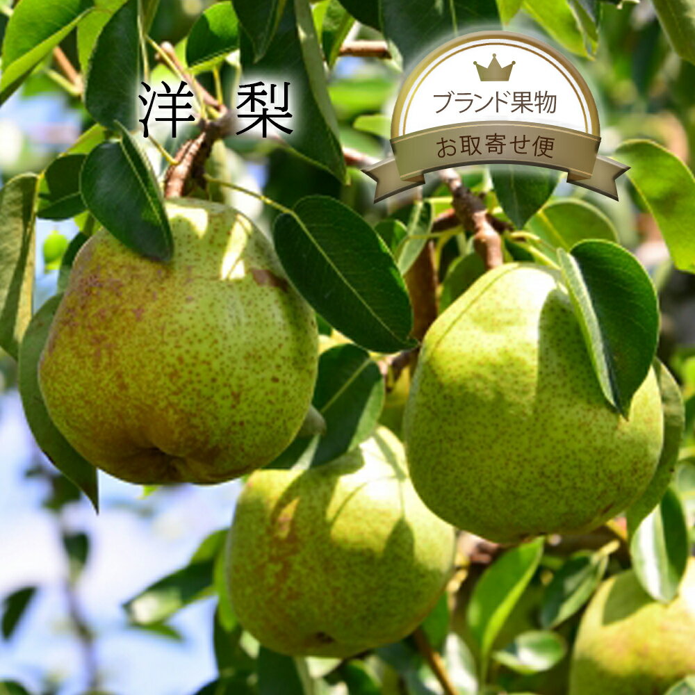 洋梨 約2kg 4〜6個入り / 約5kg 8〜15個入ラフランス ルレクチェ バートレット オーロラ クラーク 化粧箱 サイズ 個 入り セット 箱買い 箱売...