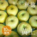 【送料無料】箱売 りんご 黄王 1箱 目安10kg 28~40玉入りきおう 1箱 個 箱売り 箱買い まとめ買い セット フルーツ 果物 日本産 国産 美味しい 甘い 糖度 お取り寄せ グルメ ギフト プレゼント 贈答 品 お供え ブランド 品種 通販