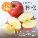 単品 りんご 早生ふじ 1箱 目安1.5kg 3～6玉入りふじ 個 少量 個人 自宅用 食べきり セット フルーツ 果物 日本産 国産 美味しい 甘い 糖度 お取り寄せ グルメ ギフト プレゼント 贈答 品 お供え ブランド 品種 通販 時期 旬