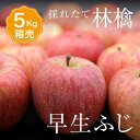 【送料無料】箱売 りんご 早生ふじ 1箱 目安5kg 14～20玉入りふじ 1箱 個 箱売り 箱買い まとめ買い セット フルーツ 果物 日本産 国産 美味しい 甘い 糖度 お取り寄せ グルメ ギフト プレゼント 贈答 品 お供え ブランド 品種 通販