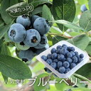 ブルーベリー 1パック 100g【チリ産】生 フレッシュ 外国産 生ブルーベリー 品種 甘い 美味しい 大粒 販売 通販 お取り寄せ グルメ フルーツ 果物 価...