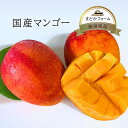 クール便【国産】マンゴー 1個 1玉 サイズ 国産 日本産 産地 果物 フルーツ 母の日 父の日 ギフト プレゼント 贈答 贈り物 ラッピング 農園 農家 産直...