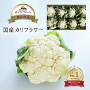 商品名 カリフラワー 容量 1箱 6〜8株入り 生産地 日本産（産地はお任せください） 区分 食品 賞味期限 2〜3日程度 保存方法 花蕾を中心に乾いたペーパータオルで包む。ポリ袋に入れて野菜室で立てて保存する。 販売店 まどかファーム楽天市場店 【さまざまなシーンのギフト商品あります】母の日 内祝 内祝い お祝い返し ウェディングギフト ブライダルギフト 引き出物 引出物 結婚引き出物 結婚引出物 結婚内祝い 出産内祝い 命名内祝い 入園内祝い 入学内祝い 卒園内祝い 卒業内祝い 就職内祝い 新築内祝い 引越し内祝い 快気内祝い 開店内祝い 二次会 披露宴 お祝い 御祝 結婚式 結婚祝い 出産祝い 初節句 七五三 入園祝い 入学祝い 卒園祝い 卒業祝い 成人式 就職祝い 昇進祝い 新築祝い 上棟祝い 引っ越し祝い 引越し祝い 開店祝い 退職祝い 快気祝い 全快祝い 初老祝い 還暦祝い 古稀祝い 喜寿祝い 傘寿祝い 米寿祝い 卒寿祝い 白寿祝い 長寿祝い 金婚式 銀婚式 ダイヤモンド婚式 結婚記念日 ギフト ギフトセット セット 詰め合わせ 贈答品 お返し お礼 御礼 ごあいさつ ご挨拶 御挨拶 プレゼント お見舞い お見舞御礼 お餞別 引越し 引越しご挨拶 記念日 誕生日 父の日 母の日 敬老の日 記念品 卒業記念品 定年退職記念品 ゴルフコンペ コンペ景品 景品 賞品 粗品 お香典返し 香典返し 志 満中陰志 弔事 会葬御礼 法要 法要引き出物 法要引出物 法事 法事引き出物 法事引出物 忌明け 四十九日 七七日忌明け志 一周忌 三回忌 回忌法要 偲び草 粗供養 お盆 初盆 供物 お供え お中元 御中元 お歳暮 御歳暮 お年賀 御年賀 残暑見舞い 年始挨拶 話題 のし無料 ラッピング無料 大量注文 簡易包装 女性 男性 親戚 親族 彼女 彼氏 友人 友達 両親 夫 旦那 妻 嫁 父 母類似商品はこちらクール便ブロッコリー 単品 1株 箱売り 5k368円～クール便 レッドキャベツ 赤キャベツ 紫キャベ551円～台湾 パイナップル パイン 1本 送料別 / 1,102円～送料無料箱売り 新玉ねぎ 1箱 10kg 5k2,808円～クール便送料無料 九州産 箱売り 小松菜 こま4,752円北海道産 たまねぎ 箱売り 1箱 送料無料 21,010円～白菜 1箱 15kg 6～10玉 程度 1玉 551円～クール便送料無料箱売 白ねぎ 長ねぎ 1箱 33,932円送料無料箱売り トマト 2箱 目安4kg×2箱9,267円新着商品はこちら2024/5/7期間限定小梅 1kg×1パック / 1kg×22,139円～2024/5/6シュワシュワ こんにゃくゼリー 153gソーダ221円～2024/5/5細突き ところてん 230g やきやま ところ267円～再販商品はこちら2024/4/18送料無料もち麦 280g 1袋 日本産 国産 691円2024/4/18古代米 赤米 220g 1袋 あかまい あかこ691円2024/4/18雑穀セット 3種類 黒米 220g 赤米 221,584円2024/05/09 更新 箱売り野菜はこちら