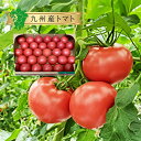 【九州産 箱売り トマト】送料無料 クール便 1箱 目安4kg 20〜28個入り国産 福岡 熊本 大分 産 お取り寄せ ご当地 グルメ まとめ買い 箱買い 業務...