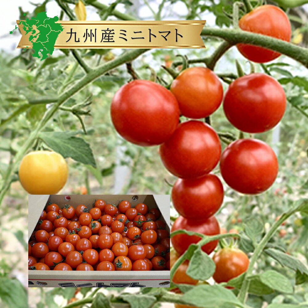 楽天スーパーSALE限定【10%OFF】送料無料 ミニトマト 箱売り 3kg×2箱セット農家 農園 産国 直売 産地 直送 国産 九州産 長崎 熊本 大分 業務用 まとめ買い お徳用 大容量 パック セット 個 値段 価格 通販 取り寄せ プチトマト フルーツ 甘い 糖度 ブランド おすすめ