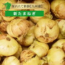 送料無料【九州産】箱売り 新玉ねぎ 1箱10kg 5kg タマネギ たまねぎ 玉葱 箱 箱買い 箱売り まとめ買い 業務用 取り寄せ 通販 値段 価格 産直 直...