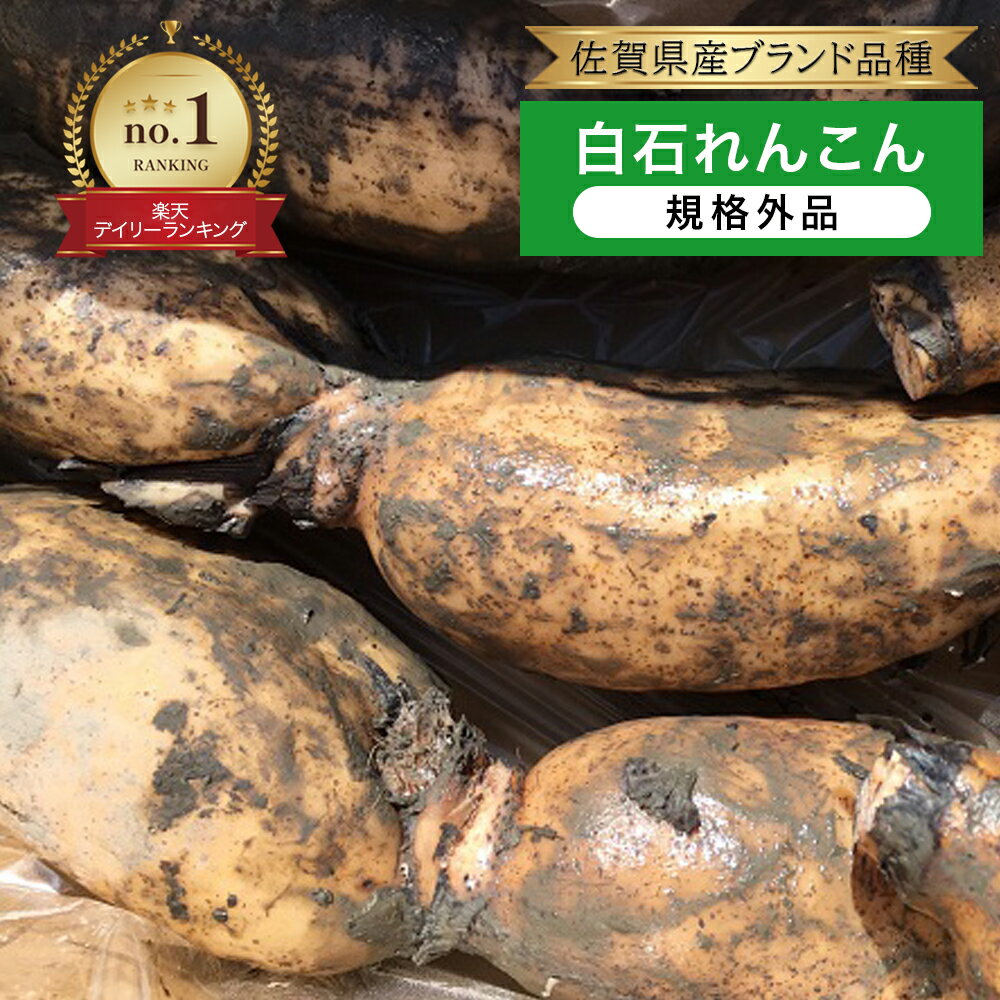 クール便送料無料【九州産】佐賀 土付き 白石れんこん サイズ不揃い 規格外品 箱売り 1箱 約4kg泥付き ブランド 業務用 国産 佐賀県産 白石町 泥付き 土付き 新鮮 訳あり ワケアリ 不揃い 箱買い お徳用 お買い得 安い 安売り 通販 値段 価格 旬 収穫時期 季節 保存 方法