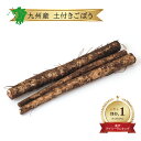 送料無料【九州産 土ごぼう】熊本県産 宮崎県産 箱売り 10kg クール便 泥付き 土付き 牛蒡 箱買い まとめ買い 青森 通販 販売 直売 産直 産地直送 採...