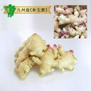 クール便【九州産】新生姜 しょうが 新しょうが 1kg / 2kg宮崎県産 宮崎産 佐賀県産 佐賀産 国産 日本 通販 お取り寄せ グルメ 産地 直送 産直 直...