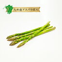 クール便【九州産】アスパラガス 1束 3~5本 / 10束セット 送料無料アスパラ 農家 農園 産地 生産者 生産 直送 産直 直売 通販 販売 少量 食べ切り...