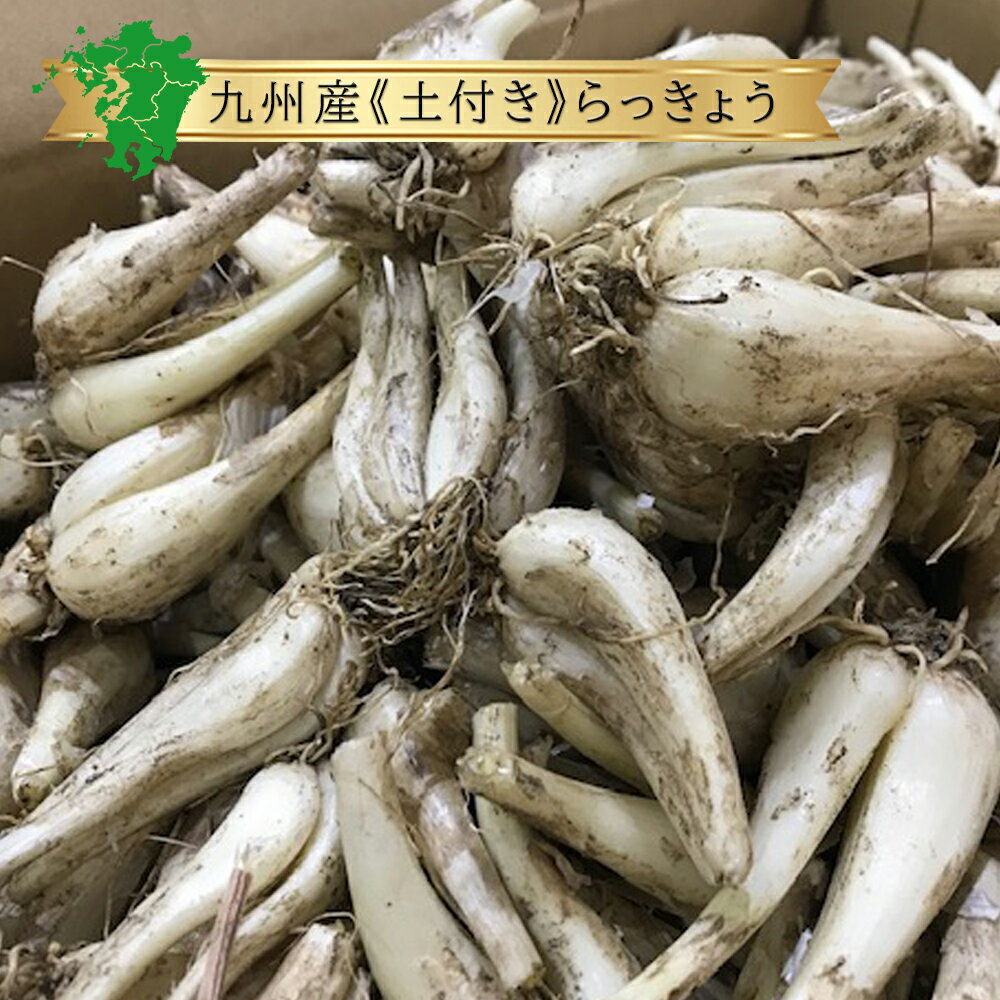 商品名 らっきょう 容量 ・約1kg・約5kg・約10kg 生産地 九州産（鹿児島県産、福岡県産ほか） 区分 食品 賞味期限 お早めにお召し上がりください。 保存方法 新聞紙に包み、日の当たらない風遠しの良い場所で保管 販売店 まどかファーム楽天市場店 らっきょ ラッキョウ 皮 時期 保存 方法 収穫 栽培 レシピ 国産 日本 産地 甘酢漬け 酢 大粒 漬け方 おすすめ 人気 話題 口コミ クチコミ ランキング 取り寄せ お取り寄せ グルメ 商品 通販 味 美味しい【さまざまなシーンのギフト商品あります】母の日 内祝 内祝い お祝い返し ウェディングギフト ブライダルギフト 引き出物 引出物 結婚引き出物 結婚引出物 結婚内祝い 出産内祝い 命名内祝い 入園内祝い 入学内祝い 卒園内祝い 卒業内祝い 就職内祝い 新築内祝い 引越し内祝い 快気内祝い 開店内祝い 二次会 披露宴 お祝い 御祝 結婚式 結婚祝い 出産祝い 初節句 七五三 入園祝い 入学祝い 卒園祝い 卒業祝い 成人式 就職祝い 昇進祝い 新築祝い 上棟祝い 引っ越し祝い 引越し祝い 開店祝い 退職祝い 快気祝い 全快祝い 初老祝い 還暦祝い 古稀祝い 喜寿祝い 傘寿祝い 米寿祝い 卒寿祝い 白寿祝い 長寿祝い 金婚式 銀婚式 ダイヤモンド婚式 結婚記念日 ギフト ギフトセット セット 詰め合わせ 贈答品 お返し お礼 御礼 ごあいさつ ご挨拶 御挨拶 プレゼント お見舞い お見舞御礼 お餞別 引越し 引越しご挨拶 記念日 誕生日 父の日 母の日 敬老の日 記念品 卒業記念品 定年退職記念品 ゴルフコンペ コンペ景品 景品 賞品 粗品 お香典返し 香典返し 志 満中陰志 弔事 会葬御礼 法要 法要引き出物 法要引出物 法事 法事引き出物 法事引出物 忌明け 四十九日 七七日忌明け志 一周忌 三回忌 回忌法要 偲び草 粗供養 お盆 初盆 供物 お供え お中元 御中元 お歳暮 御歳暮 お年賀 御年賀 残暑見舞い 年始挨拶 話題 のし無料 ラッピング無料 大量注文 簡易包装 女性 男性 親戚 親族 彼女 彼氏 友人 友達 両親 夫 旦那 妻 嫁 父 母類似商品はこちらクール便 単品 パセリ 1束 約200g 九州2,204円玉ねぎ 単品 1kg 少量 箱売り 10kg 496円～送料無料箱売り 土ごぼう10kg 泥付き 土付5,876円送料無料箱売り 新玉ねぎ 1箱 10kg 5k2,808円～送料無料 希少国産 ブランド ブラッドオレンジ6,740円クール便ブロッコリー 単品 1株 箱売り 5k368円～クール便カリフラワー 1箱 6～8株入り 約33,208円送料無料 箱売り シーボルトメロン 1箱 5k5,616円単品 きゅうり 1kg キュウリ 胡瓜 福岡 1,286円新着商品はこちら2024/5/7期間限定小梅 1kg×1パック / 1kg×22,139円～2024/5/6シュワシュワ こんにゃくゼリー 153gソーダ221円～2024/5/5細突き ところてん 230g やきやま ところ267円～再販商品はこちら2024/5/10送料無料 宮崎県産 完熟マンゴー 太陽のタマゴ8,964円2024/4/18送料無料もち麦 280g 1袋 日本産 国産 691円2024/4/18古代米 赤米 220g 1袋 あかまい あかこ691円2024/05/12 更新