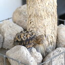 インドホシガメ 亀 カメ 貯金箱 リアル オブジェ 置物 PET BANK STAR TORTOISE ( ペットバンク スター トータス )