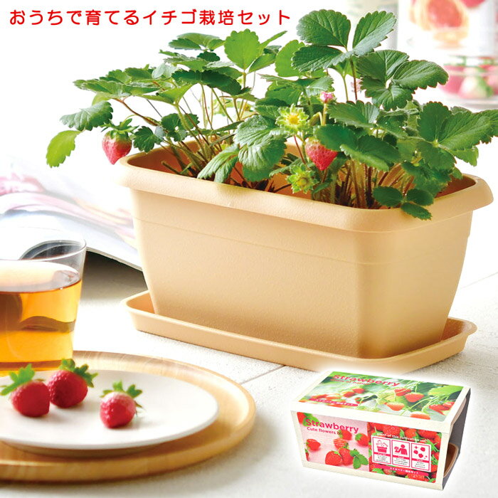 エンジョイプランター イチゴ【タテ14.5cm×ヨコ23.5cm×高さ11.5cm プランター 家庭菜園 栽培セット 四季なりいちご 苺 室内栽培可 屋内栽培可 ベランダ菜園 いちご狩り 母の日 父の日 ギフト プレゼントに】送料無料 マジックナイト