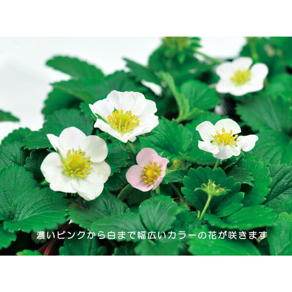エンジョイプランター イチゴ【タテ14.5cm×ヨコ23.5cm×高さ11.5cm プランター 家庭...
