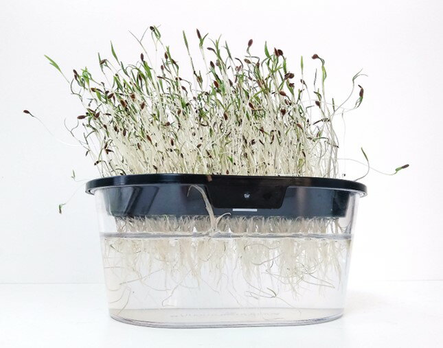 A387 ディル (スプラウトの種) 中袋 30g 有機種子 固定種 たね タネ グリーンフィ...