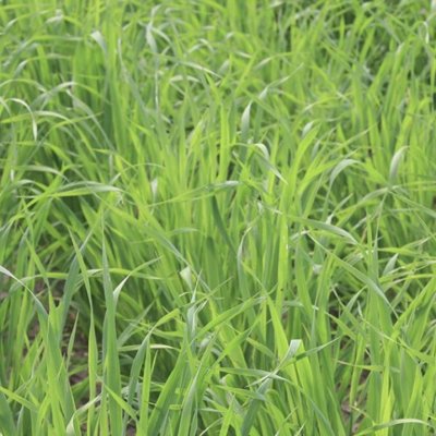 A518 緑肥 牧草 野生エンバク/アウェナストリゴサ 有機種子 固定種 16g グリーンフ...
