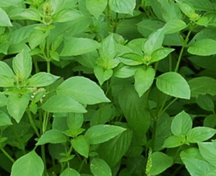 ͭ����� ���꡼��ե������ A539 �Х���(����Х���) 70γ �� ����� ���͡ڥݥ�����ȡ���оݡ�