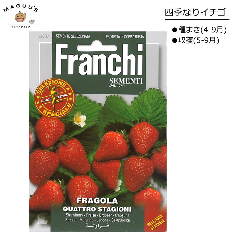 種まき(4-9月 )　四季なりイチゴの種 LAVANDA-VERA [63/1] Fr anchi社　 いちご 苺 種(たね) 　送料無料(ポスト投函便対象)